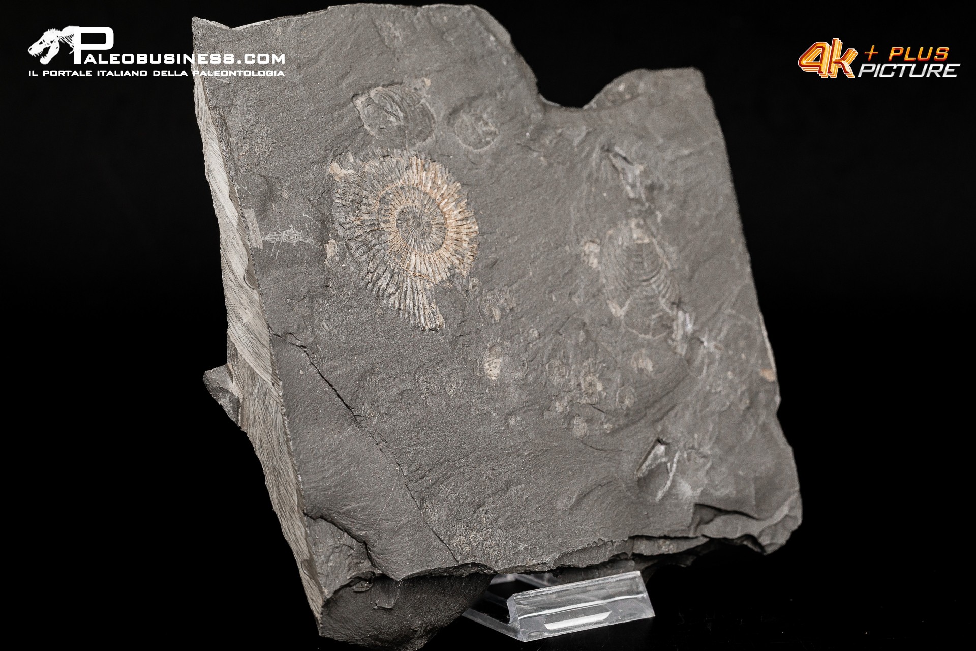 Tanatocesi a Dactylioceras sp. + inoceramus dubius