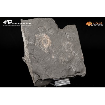 Dactylioceras sp. + inoceramus dubius