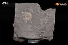 Tanatocesi a Dactylioceras sp. + inoceramus dubius