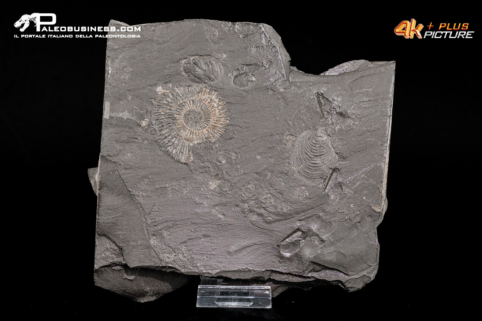 Tanatocesi a Dactylioceras sp. + inoceramus dubius