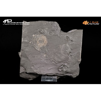 Tanatocesi a Dactylioceras sp. + inoceramus dubius