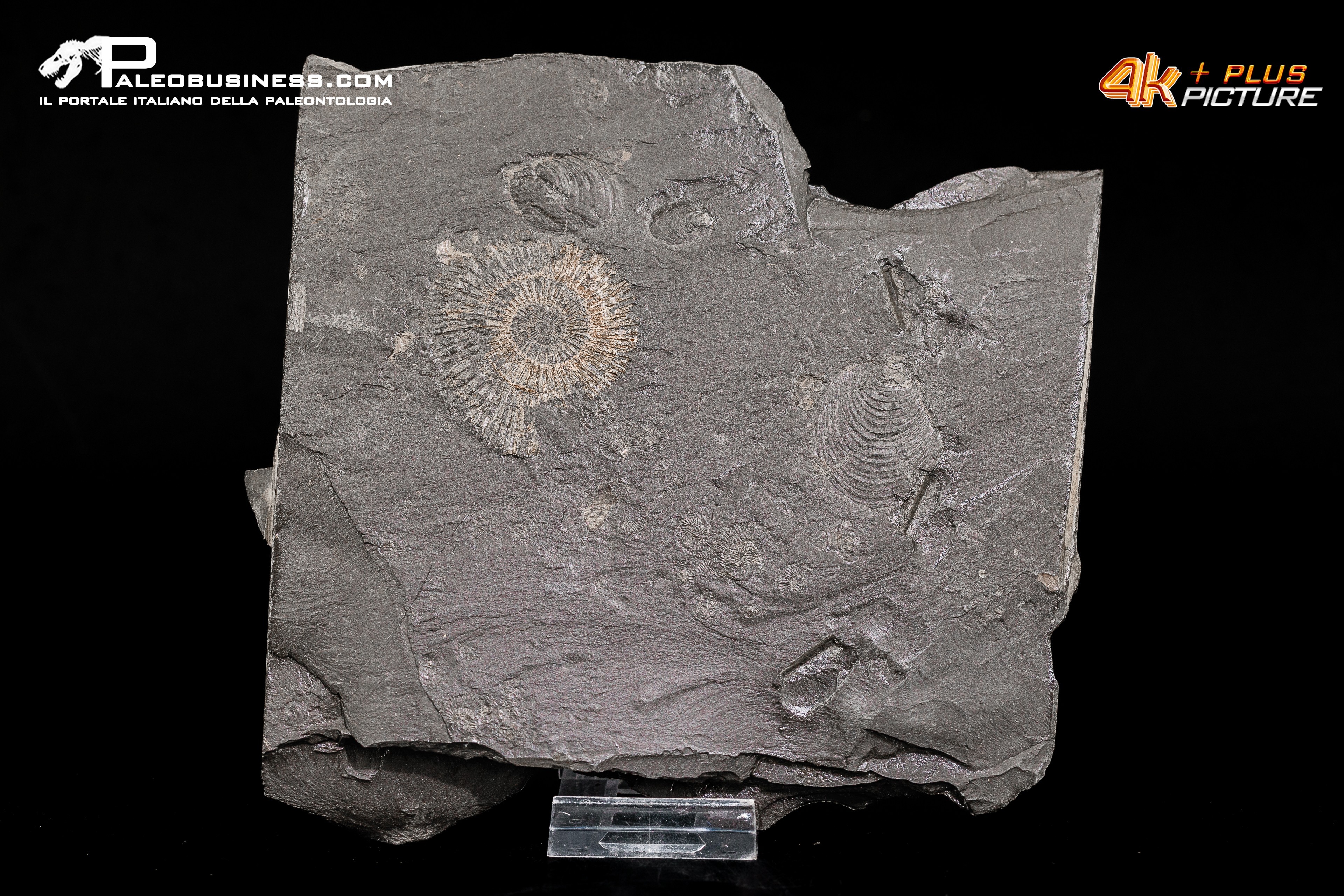 Tanatocesi a Dactylioceras sp. + inoceramus dubius
