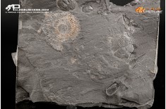 Dactylioceras sp. + inoceramus dubius