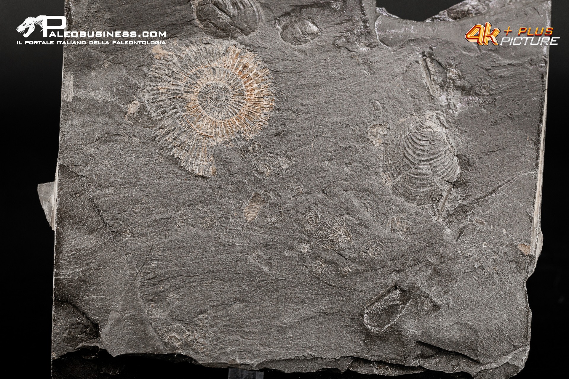 Tanatocesi a Dactylioceras sp. + inoceramus dubius