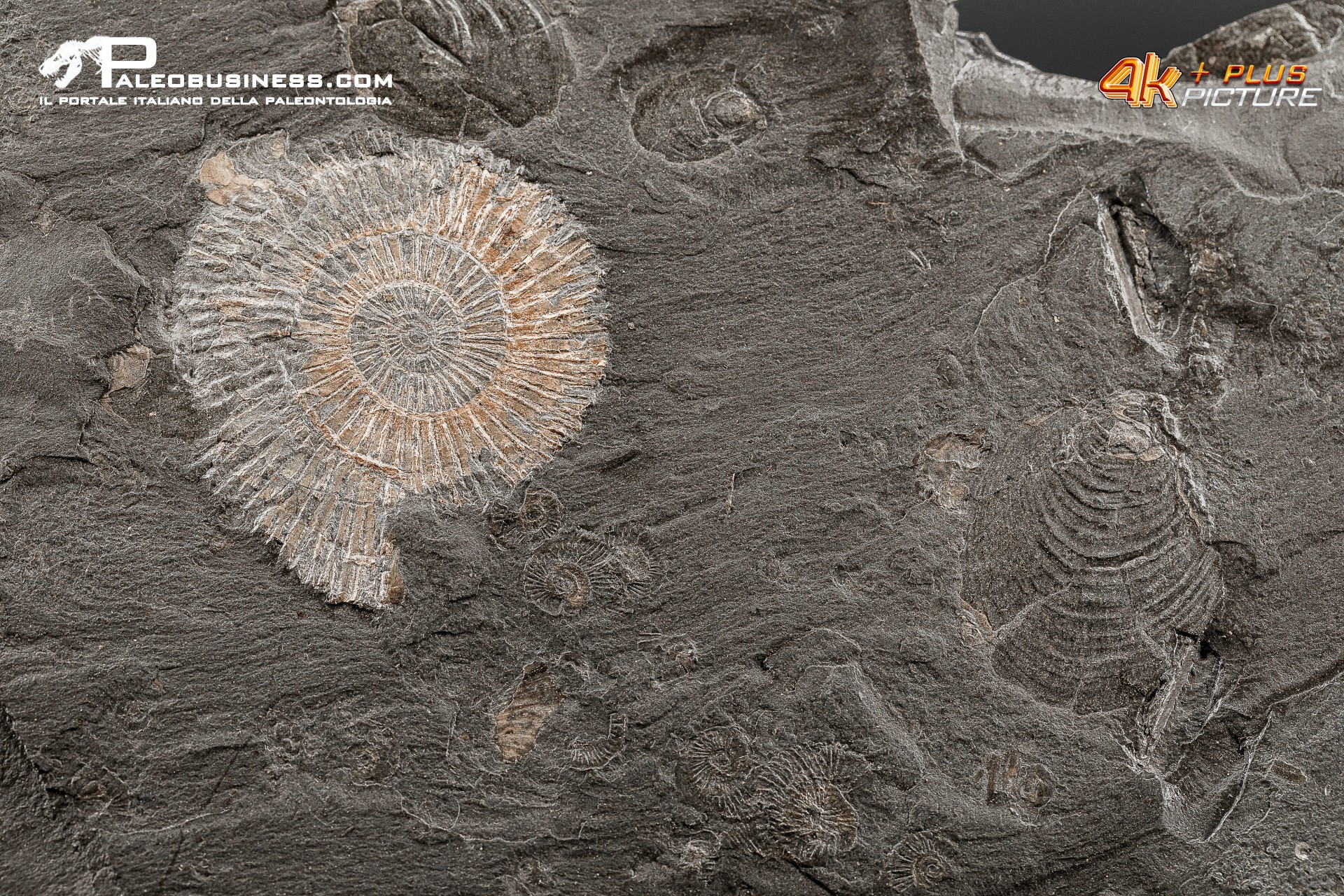 Tanatocesi a Dactylioceras sp. + inoceramus dubius