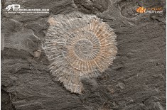 Dactylioceras sp. + inoceramus dubius