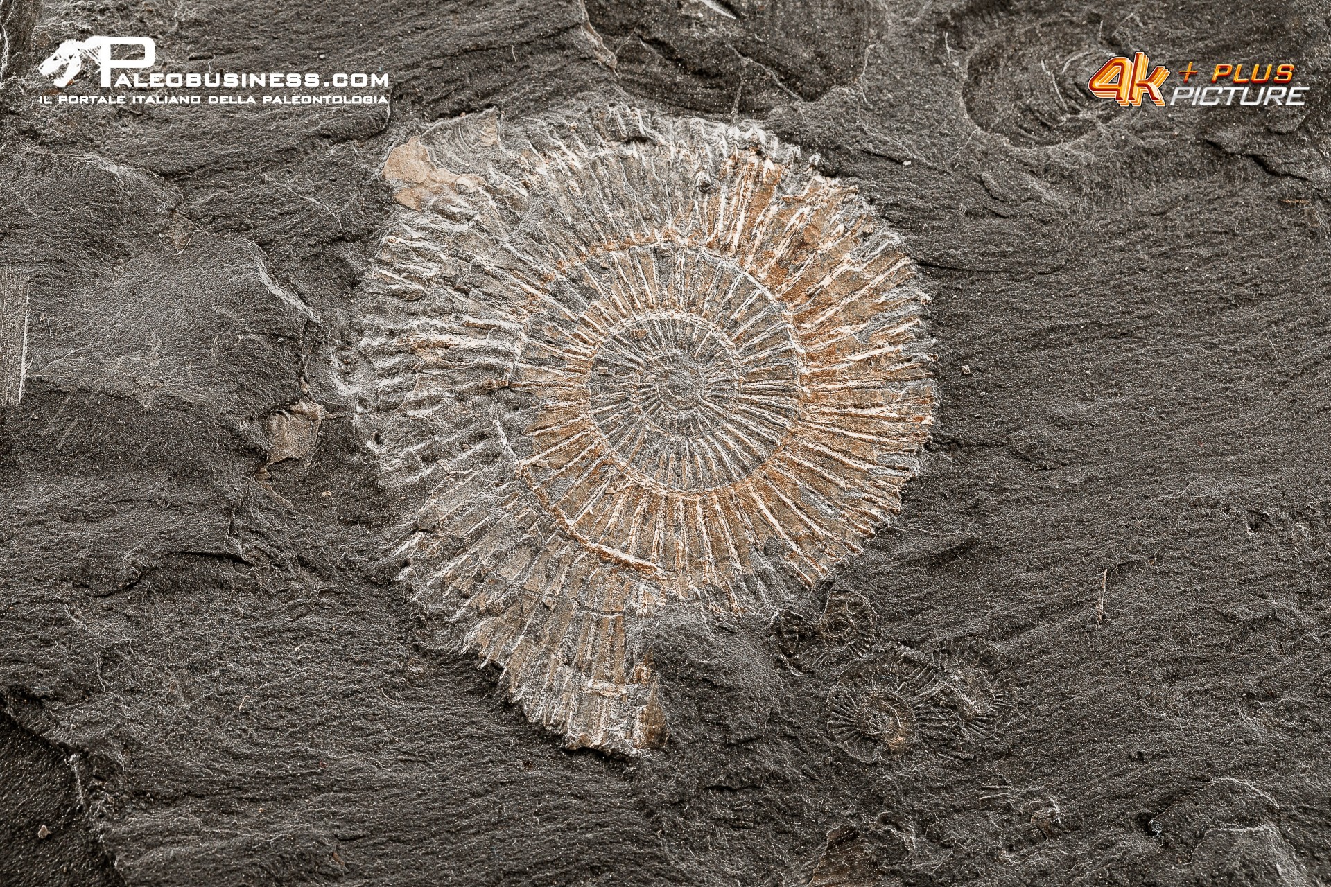 Tanatocesi a Dactylioceras sp. + inoceramus dubius