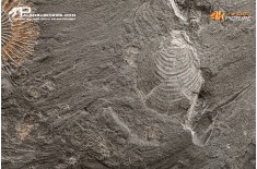 Dactylioceras sp. + inoceramus dubius
