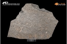 Tanatocesi a Dactylioceras commune