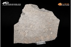 Tanatocesi a Dactylioceras commune