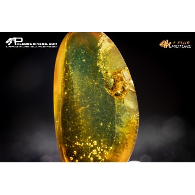 Ambra con insetti (formica)