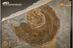 Harpoceras falcifer