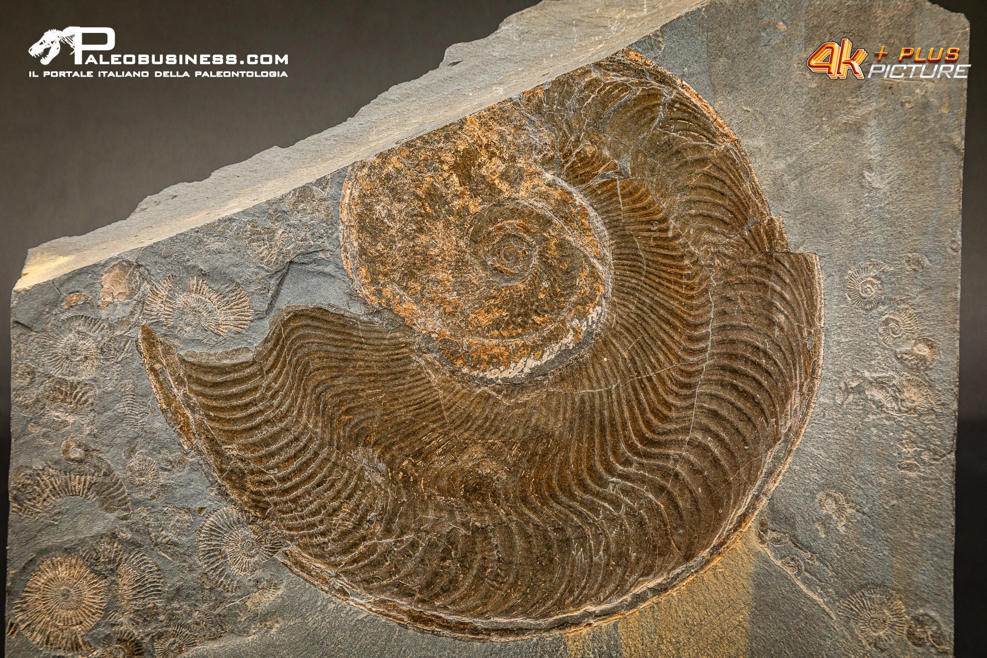 Harpoceras falcifer