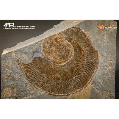 Harpoceras falcifer