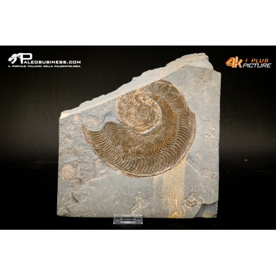 Harpoceras falcifer