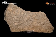 Tanatocesi a Dactylioceras commune