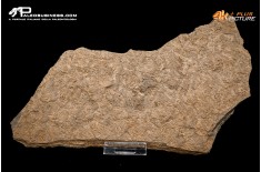 Tanatocesi a Dactylioceras commune