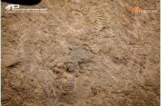 Tanatocesi a Dactylioceras commune