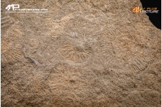 Tanatocesi a Dactylioceras commune