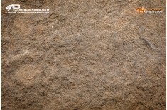 Tanatocesi a Dactylioceras commune