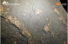 Dactylioceras commune Tanatocesi a  e Harpoceras falcifer