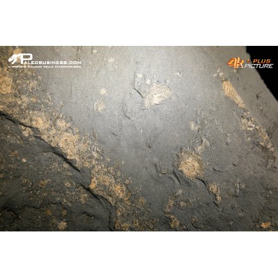 Dactylioceras commune Tanatocesi a  e Harpoceras falcifer