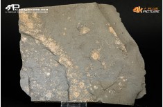 Tanatocesi a Dactylioceras commune e Harpoceras falcifer