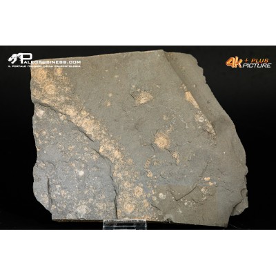 Tanatocesi a Dactylioceras commune e Harpoceras falcifer