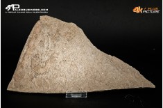 Tanatocesi a Dactylioceras commune e Harpoceras falcifer