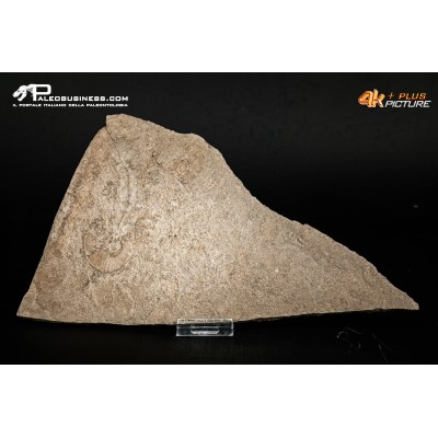 Tanatocesi a Dactylioceras commune e Harpoceras falcifer