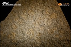 Tanatocesi a Dactylioceras commune e Harpoceras falcifer