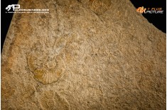 Tanatocesi a Dactylioceras commune e Harpoceras falcifer