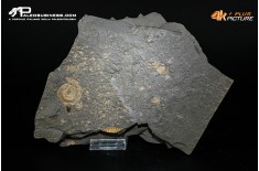 Tanatocesi a Dactylioceras commune e Harpoceras falcifer