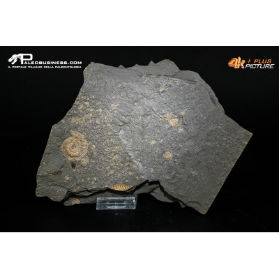 Tanatocesi a Dactylioceras commune e Harpoceras falcifer