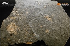 Tanatocesi a Dactylioceras commune e Harpoceras falcifer