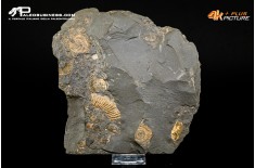 Tanatocesi a Dactylioceras commune e Harpoceras falcifer