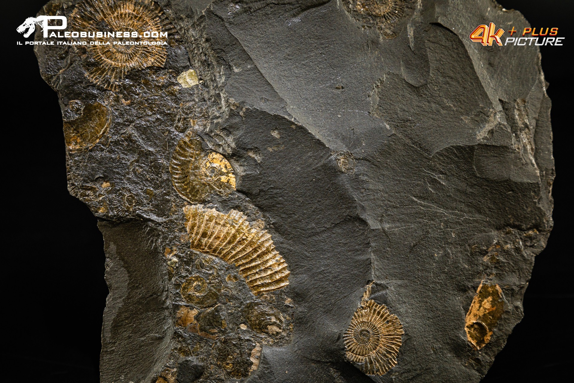 Tanatocesi a Dactylioceras commune e Harpoceras falcifer
