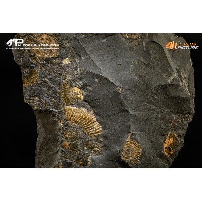 Tanatocesi a Dactylioceras commune e Harpoceras falcifer
