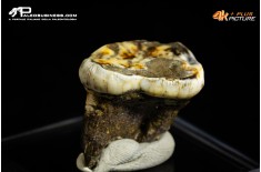 Molare di Ursus spelaeus (Orso delle caverne)