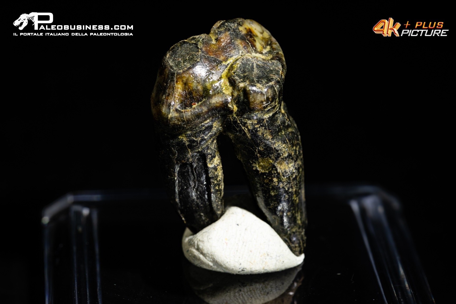 Premolare di Ursus spelaeus (Orso delle caverne) Premolare di Ursus spelaeus (Orso delle caverne)