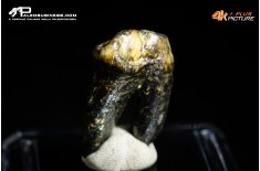 Premolare di Ursus spelaeus (Orso delle caverne)