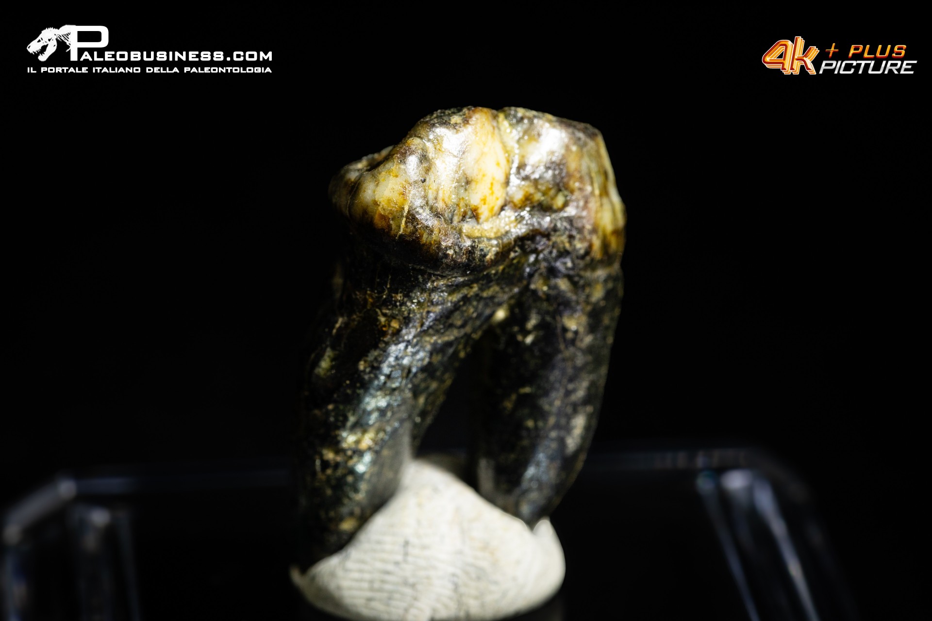 Premolare di Ursus spelaeus (Orso delle caverne) Premolare di Ursus spelaeus (Orso delle caverne)