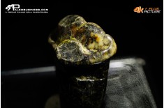 Premolare di Ursus spelaeus (Orso delle caverne)
