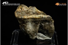 Molare di Ursus spelaeus (Orso delle caverne)