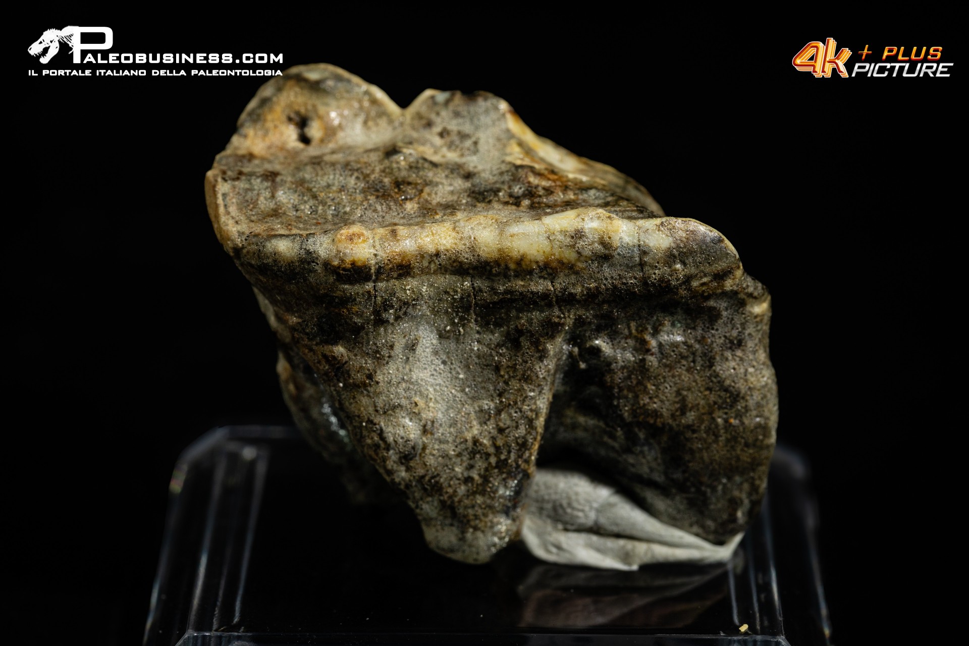 Molare di Ursus spelaeus (Orso delle caverne)