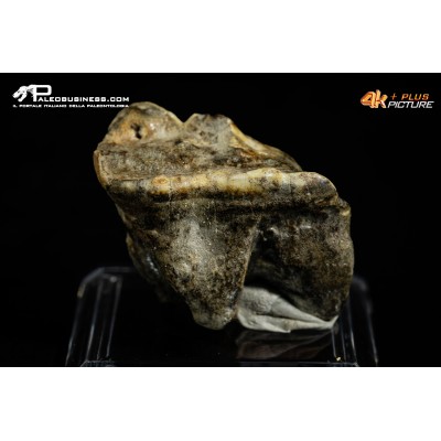 Molare di Ursus spelaeus (Orso delle caverne)
