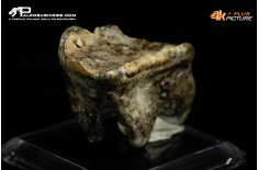Molare di Ursus spelaeus (Orso delle caverne)