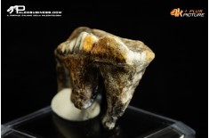Molare di Ursus spelaeus (Orso delle caverne)