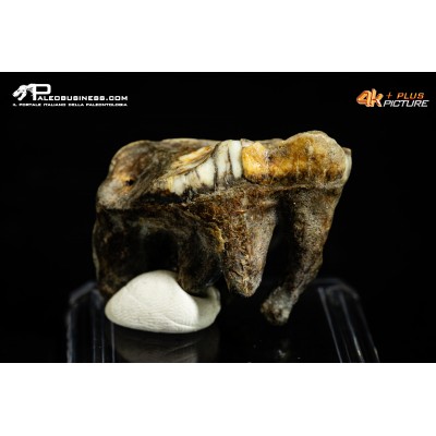Molare di Ursus spelaeus (Orso delle caverne)