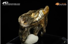 Molare di Ursus spelaeus (Orso delle caverne)